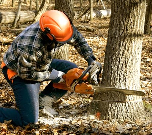 Tree Removal in Pilot Point, AK